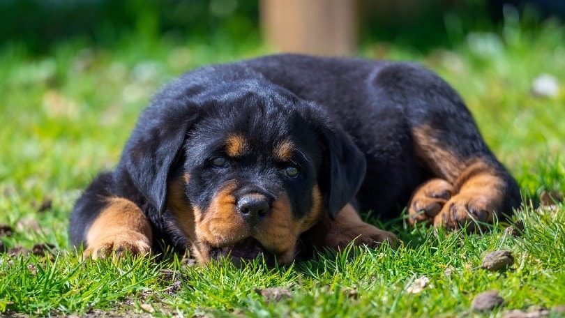 rottweiler laying out in the sun