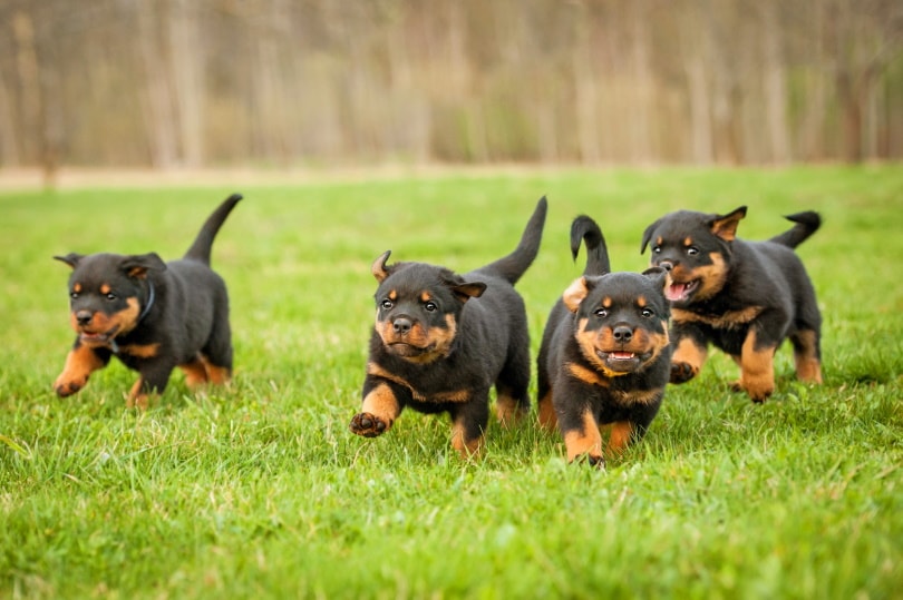 rottweiler puppies running