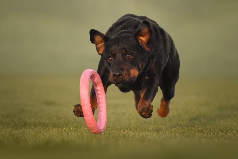 cute Rottweiler dog running, playing with a toy