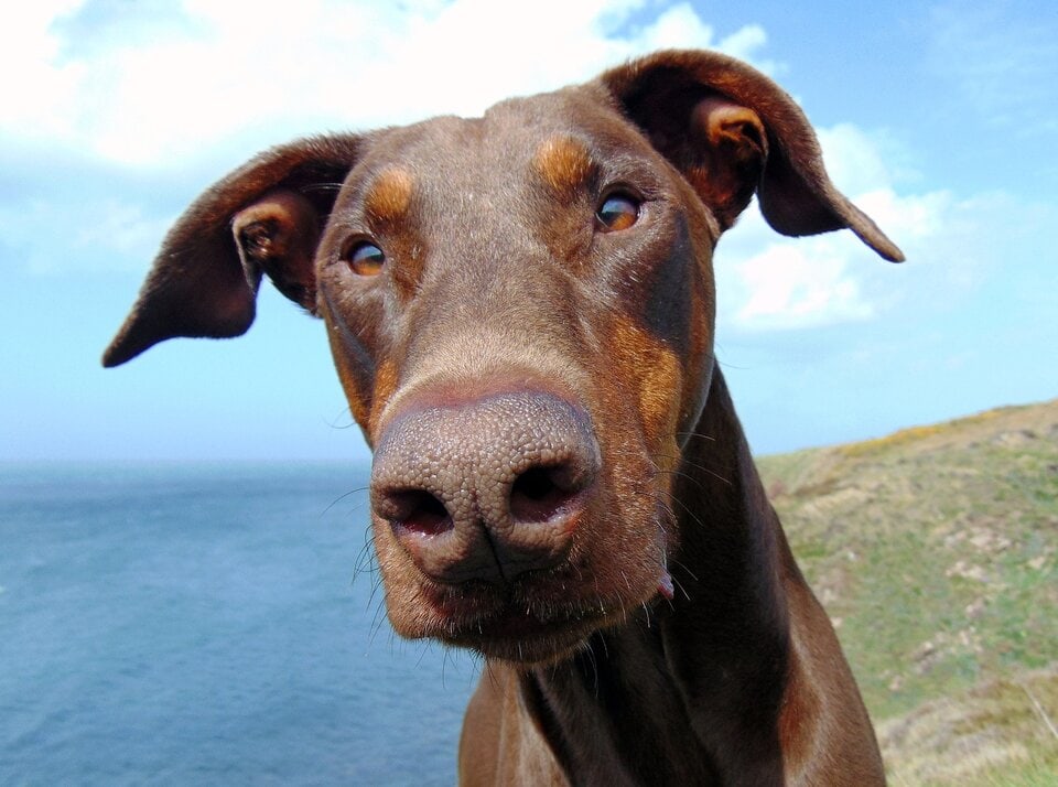 close up of a doberman pinscher dog