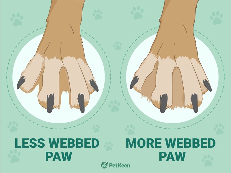 PK_Webbed feet in dogs