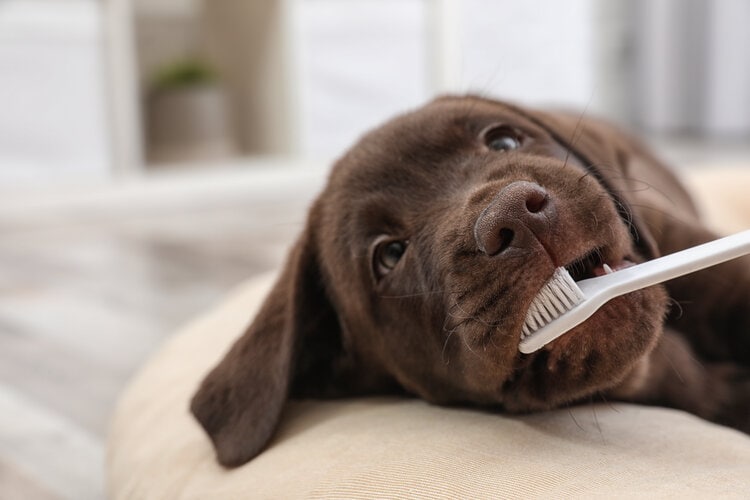 Puppy brushing teeth