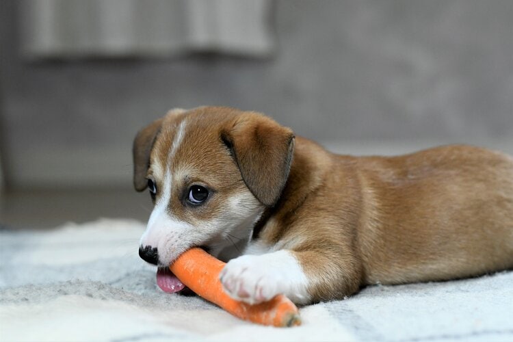 puppy eats carrot