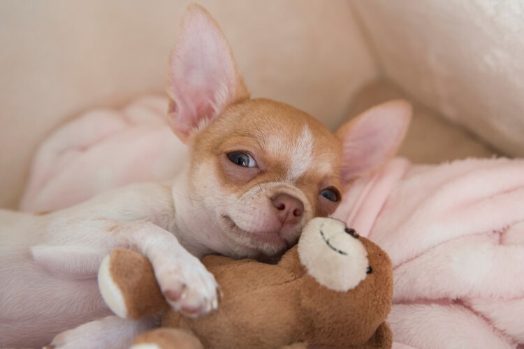 Chihuahua puppy with plush teddy bear