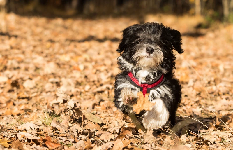 running-havanese-dog-with-harness