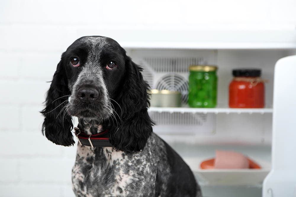 Russian Spaniel in front of the fridge