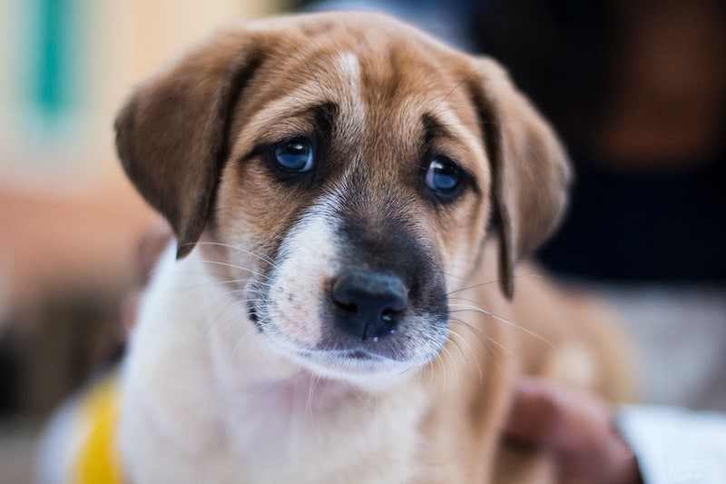 sad-looking puppy closeup