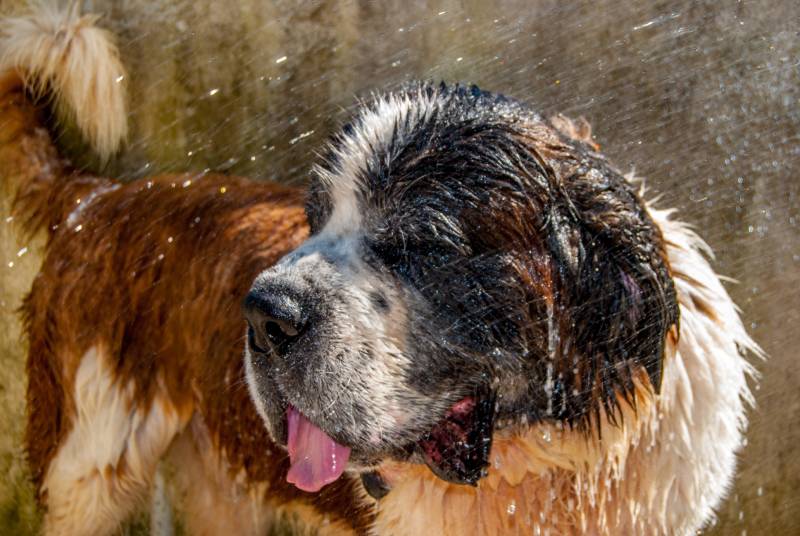 saint bernard dog taking a bath