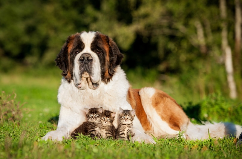 saint bernard dog with little kittens