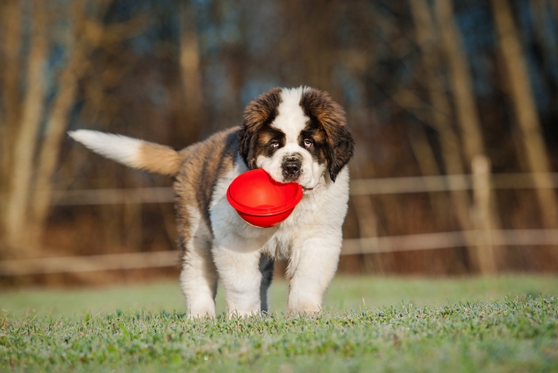saint bernard puppy holding a bowl in its mouth