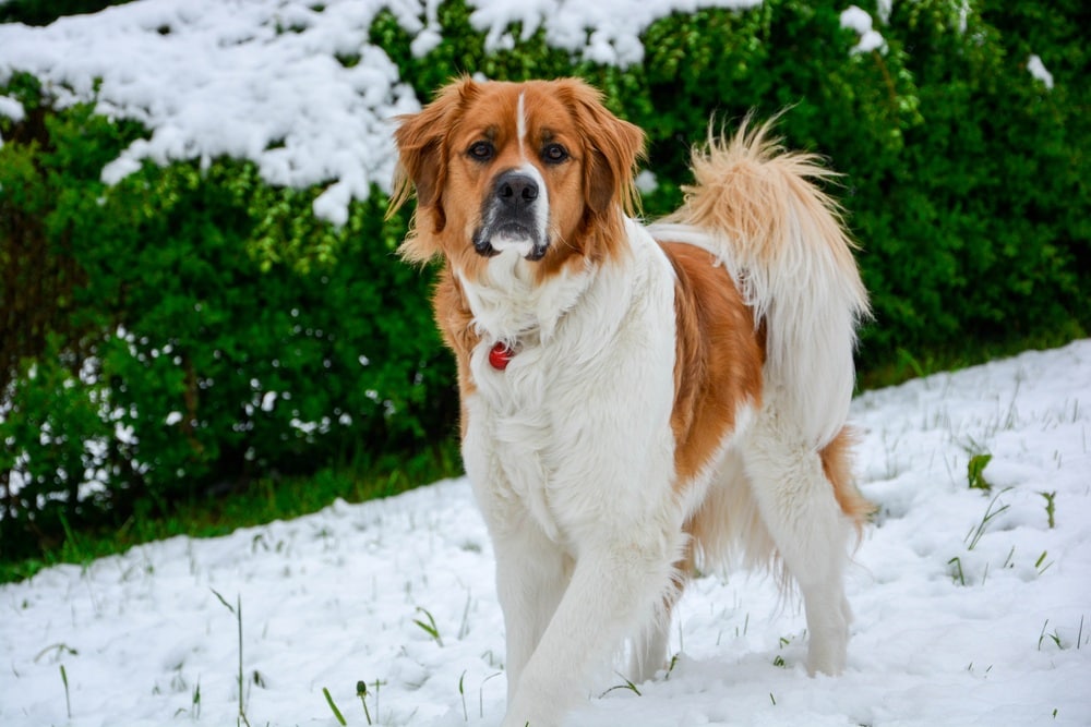 saint bernese dog standing on the snow