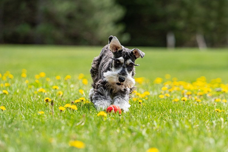 Miniature schnauzer – one of the most average dogs in the UK