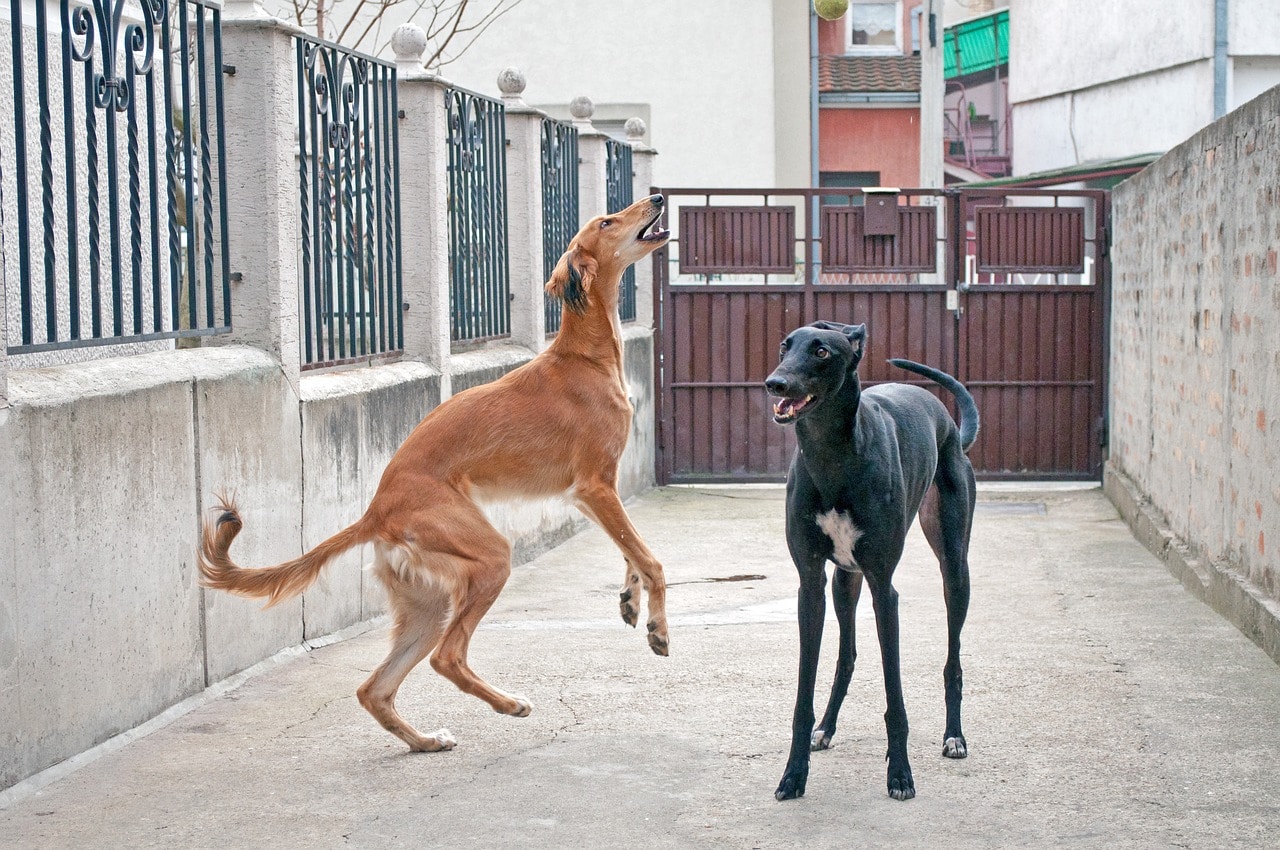 saluki dogs playing