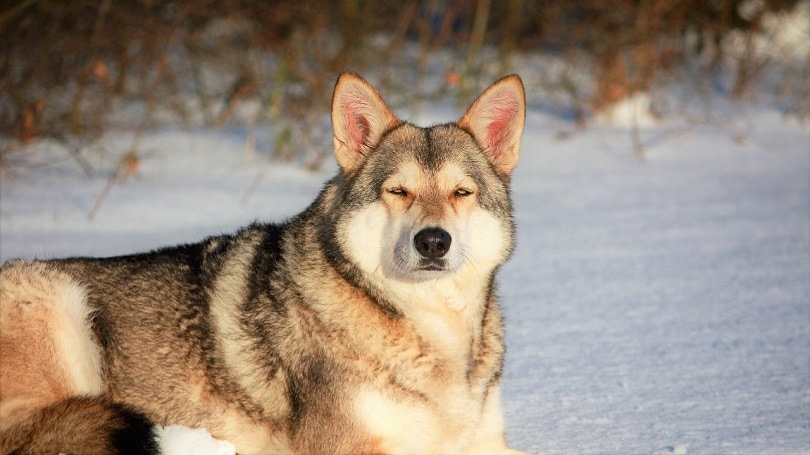 sarloos wolfdog-pixabay