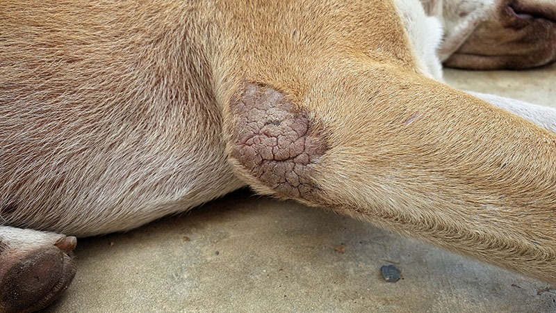 scabies diseases on a dogs elbow