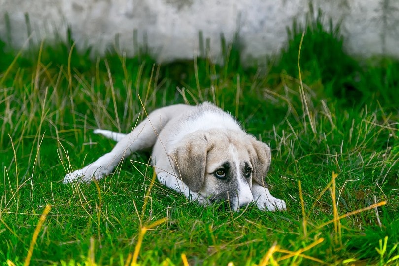 scared dog hiding in grass