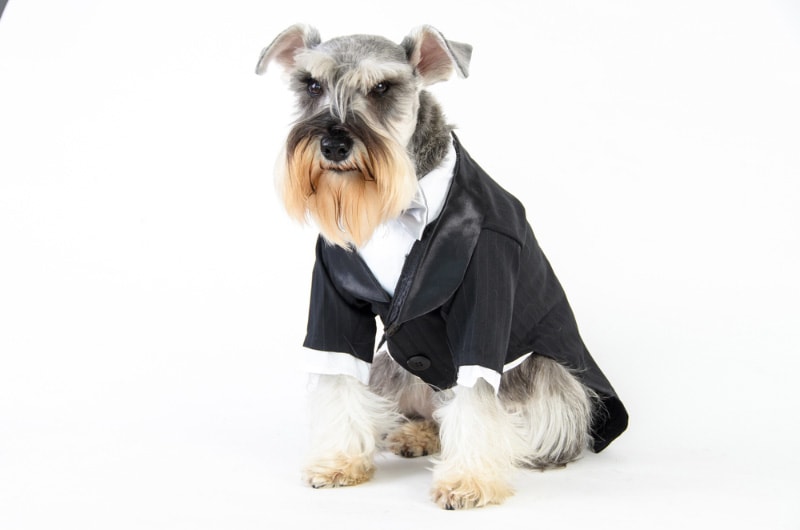 schnauzer dog wearing suit on white background