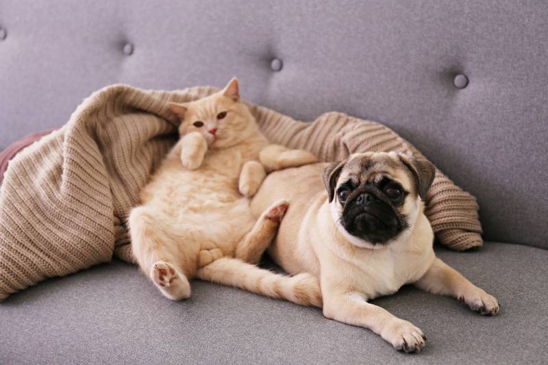 scottish fold cat and funny pug dog lying on grey textile sofa at home