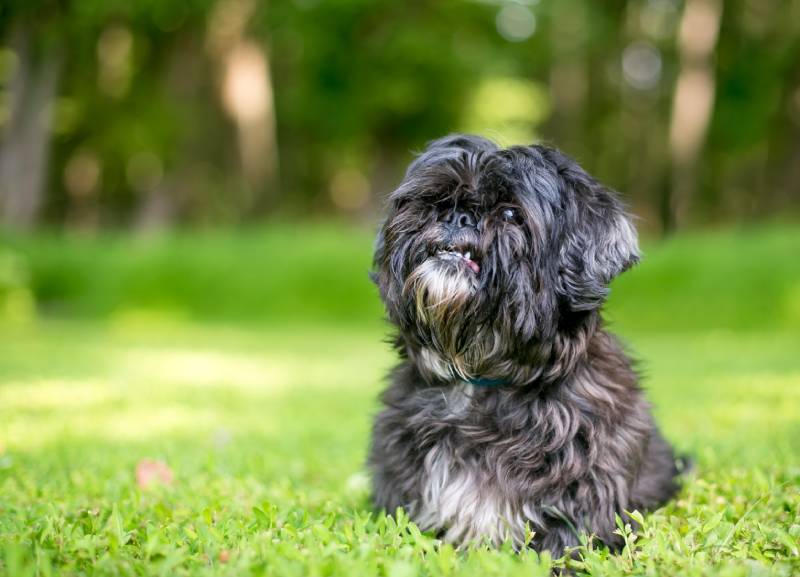 scruffy Lhasa Apso mixed breed dog sitting outdoors and looking up