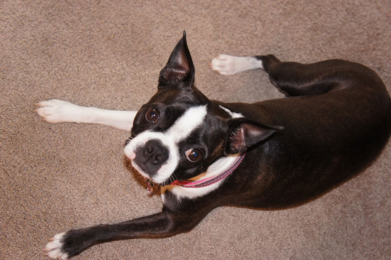 seal and white boston terrier dog lying on the carpet