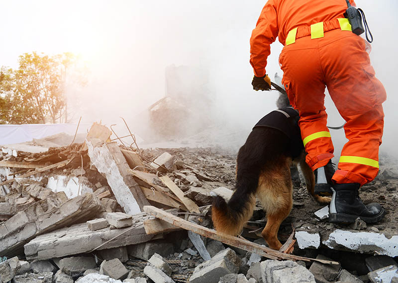 search and rescue officer with rescue dog