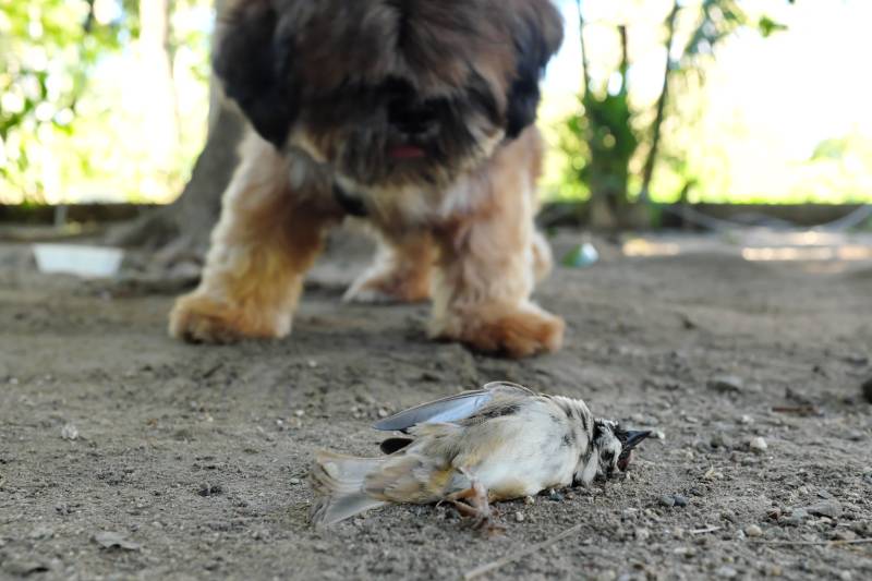 selective focus of a dead bird and a pet dog