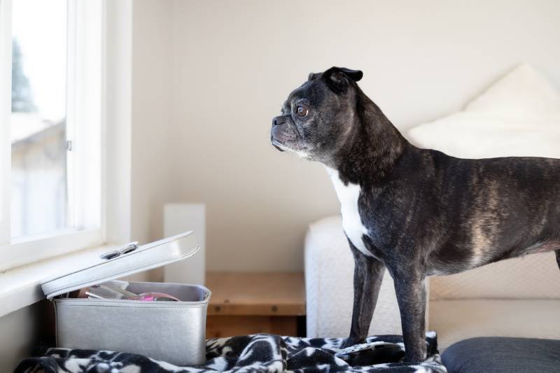 senior boston terrier dog looking out of window