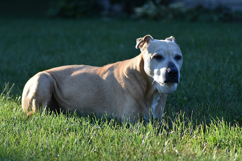 senior colby pitbull dog