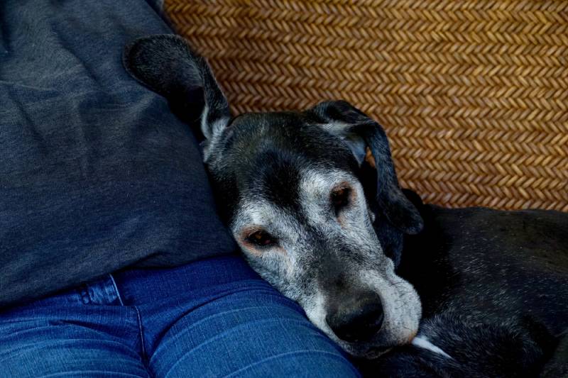 senior dog leaning to its owner