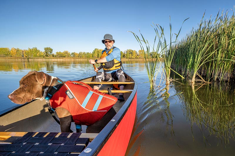 senior male is paddling canoe with a pit bull dog in a life jacket