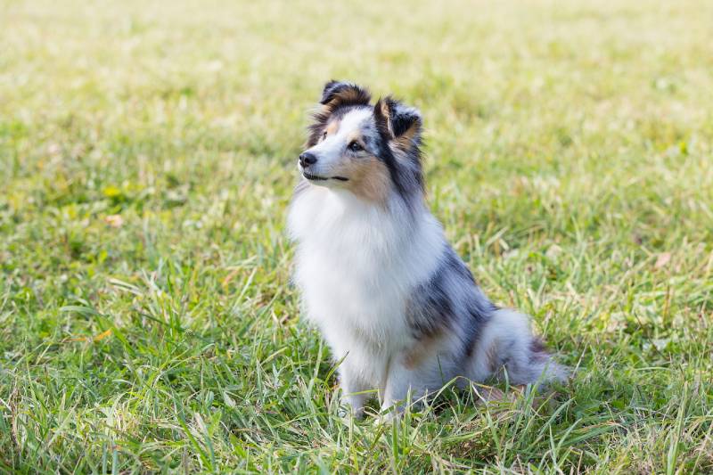 sheltie dog sitting on the grass field