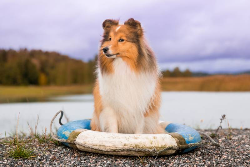 shetland sheepdog by the lake