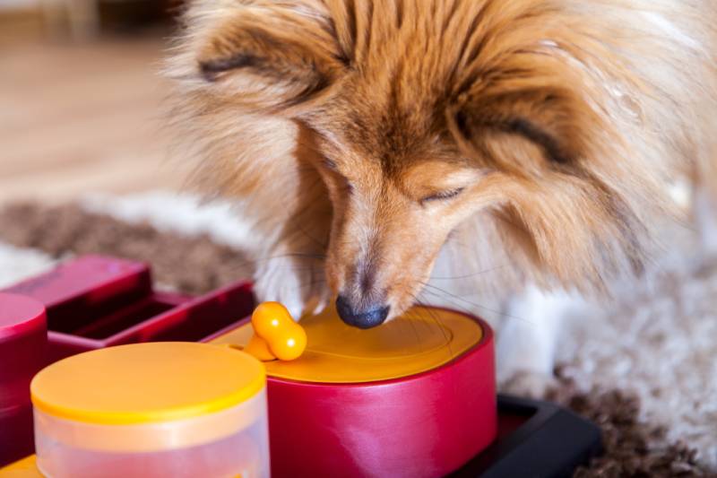 shetland sheepdog playing with a toy at home