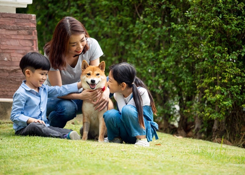 shiba inu dog introduced to children