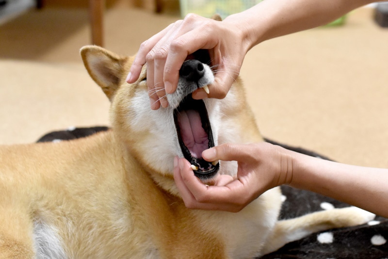 shiba inu dog mouth checked by owner