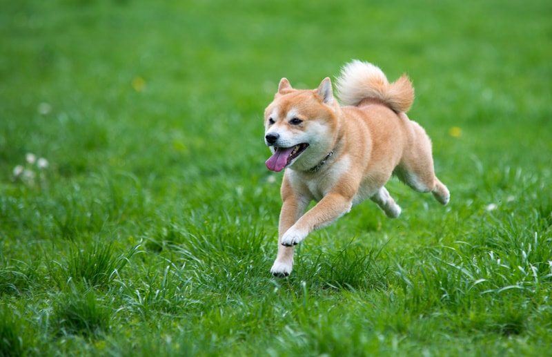 shiba inu dog running