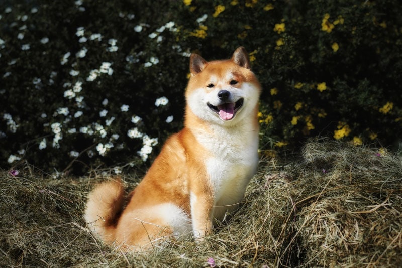 shiba inu dog sitting on grass