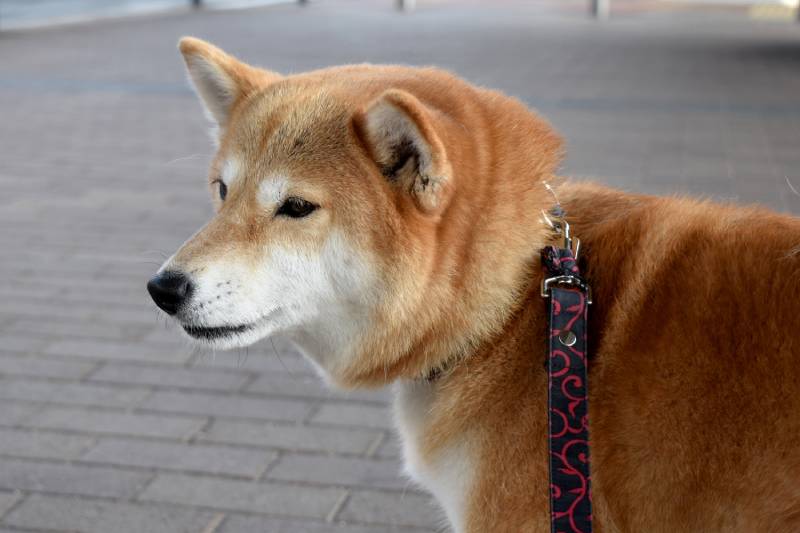 shiba inu dog wearing leash looking at the side