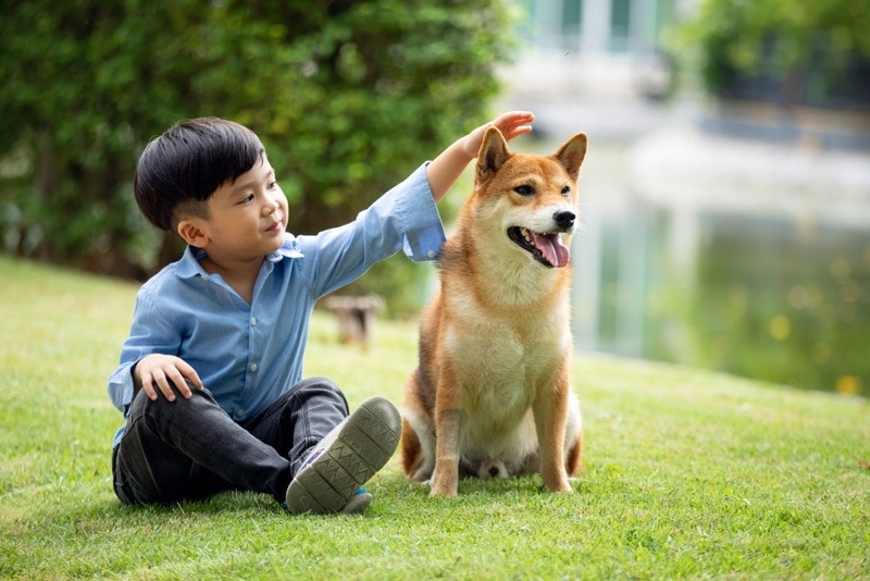 shiba inu dog with young boy sitting in the grass