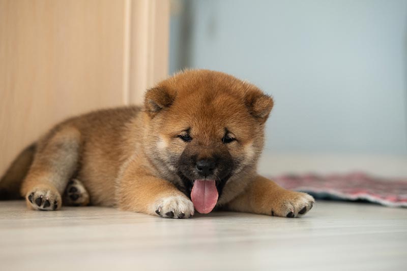shiba inu puppy lying on the floor