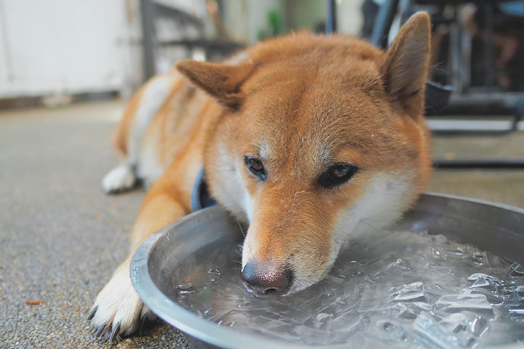 Japanese Shiba Inu putting its face in a bowl of ice