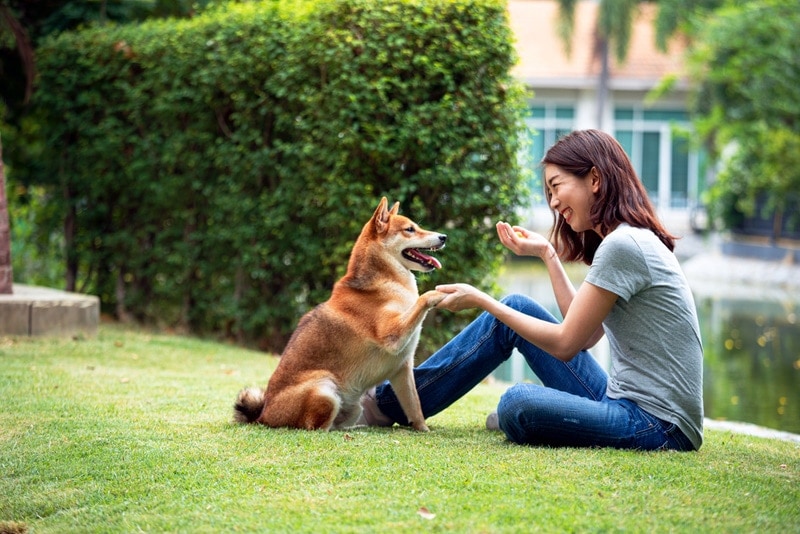 shiba inu sitting in the grass with his owner