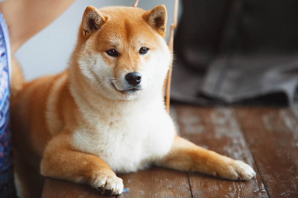 6 Common Health Problems in Shiba Inu Dogs to Be Aware Of – Dogster