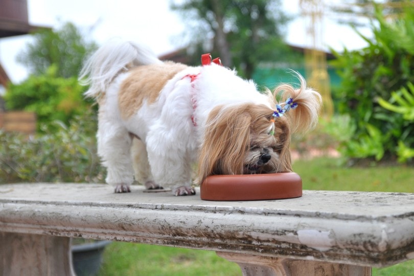 shih tzu dog eating outdoors