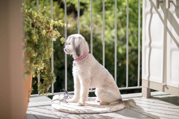 How to Dog Proof a Balcony (10 Great Tips) – Dogster