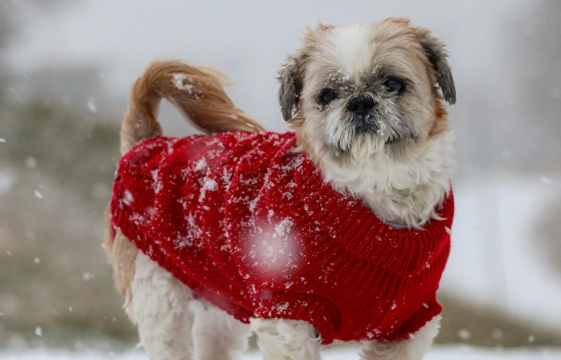 shih tzu out in the snow wearing a red sweater
