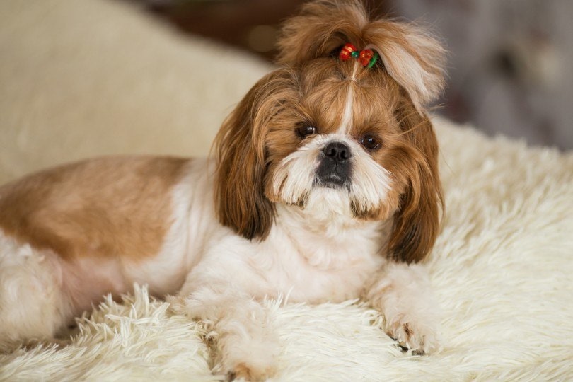 shih tzu with a practical top knot