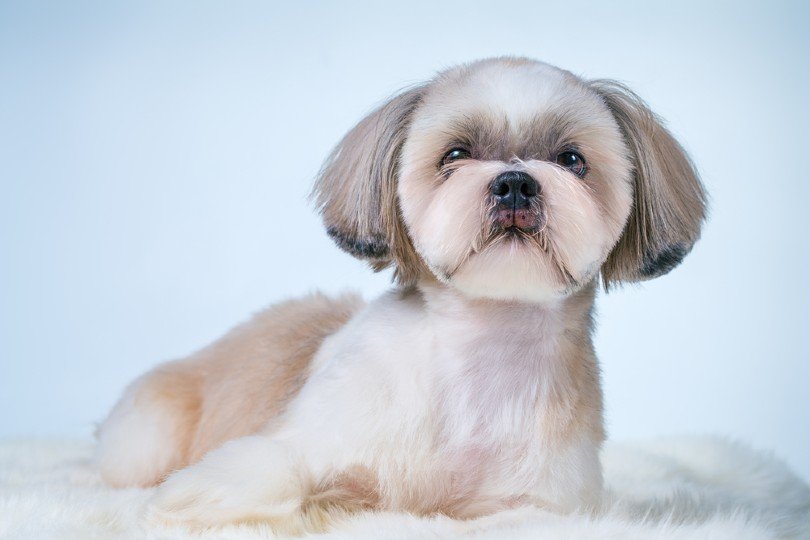 Take a shot every time I say the word “butt fluff” and then go watch my new  full length Shih Tzu puppy haircut tutorial on YouTube! L... | Instagram