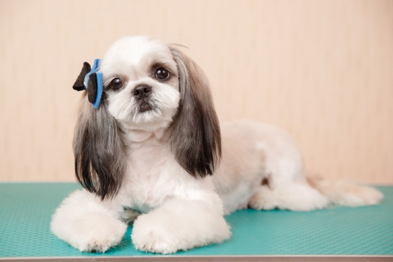 shihs tzu with the long ear puppy cut