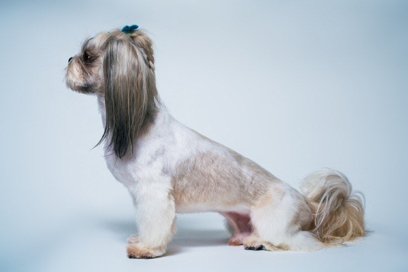 shih tzu with the short in the middle, long on the ends cut